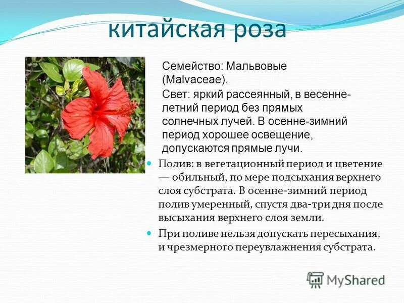 характеристика семейства мальвовые. китайский розан паспорт растения. гибискус разнолистный. описание китайской розы. паспорт растений китайская роза.