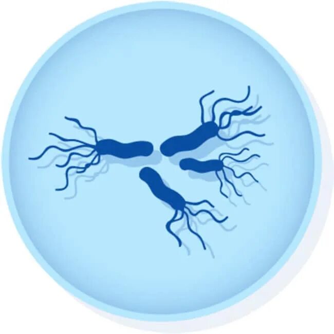 Salmonella enterica. Амиранелла сальмонелла. Сальмонелла энтерика. Сальмонелла тифимуриум. Сальмонелла NBA.