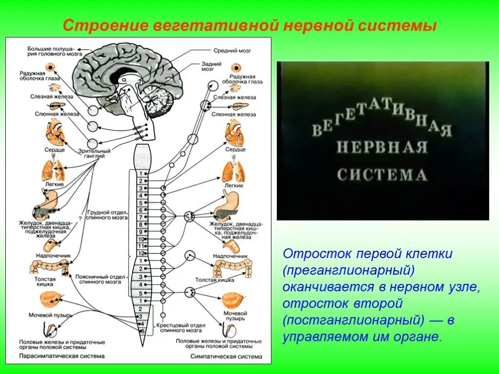 Нервная регуляция вегетативной системы функции. Вегетативная нервная система схема спинного мозга. Вегетативные наервная система. Вегетативная нервная система строение и функции. Нервы вегетативной нервной системы.