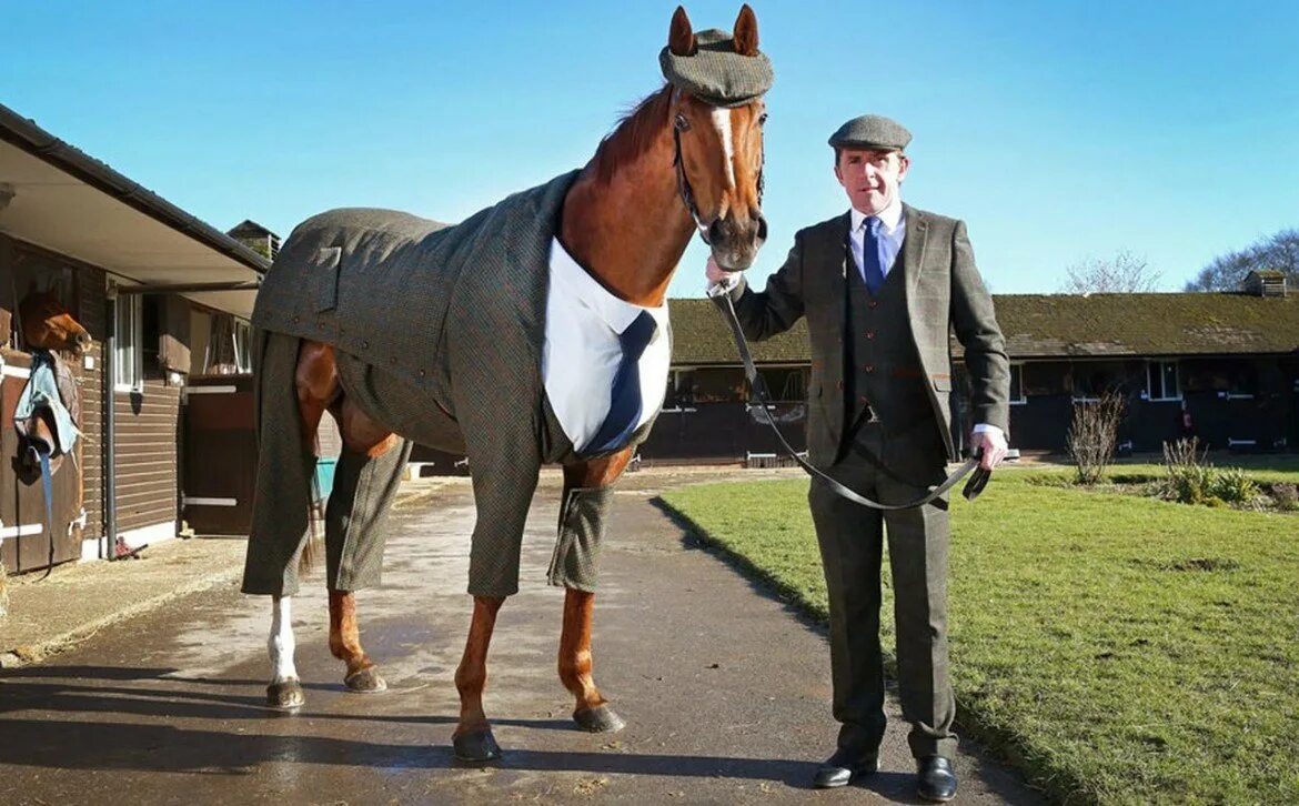 Крылья пегаса для костюма. Лошадь в пальто. Мальчик и взрослая женщина в конюшне. Лошадь бизнесмен. Конь в пальто.