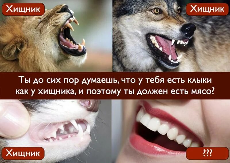 Зубы травоядных. Зубы хищников и травоядных. зубы хищника травоядного и всеядного.