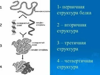 Функции первичных и вторичных белков