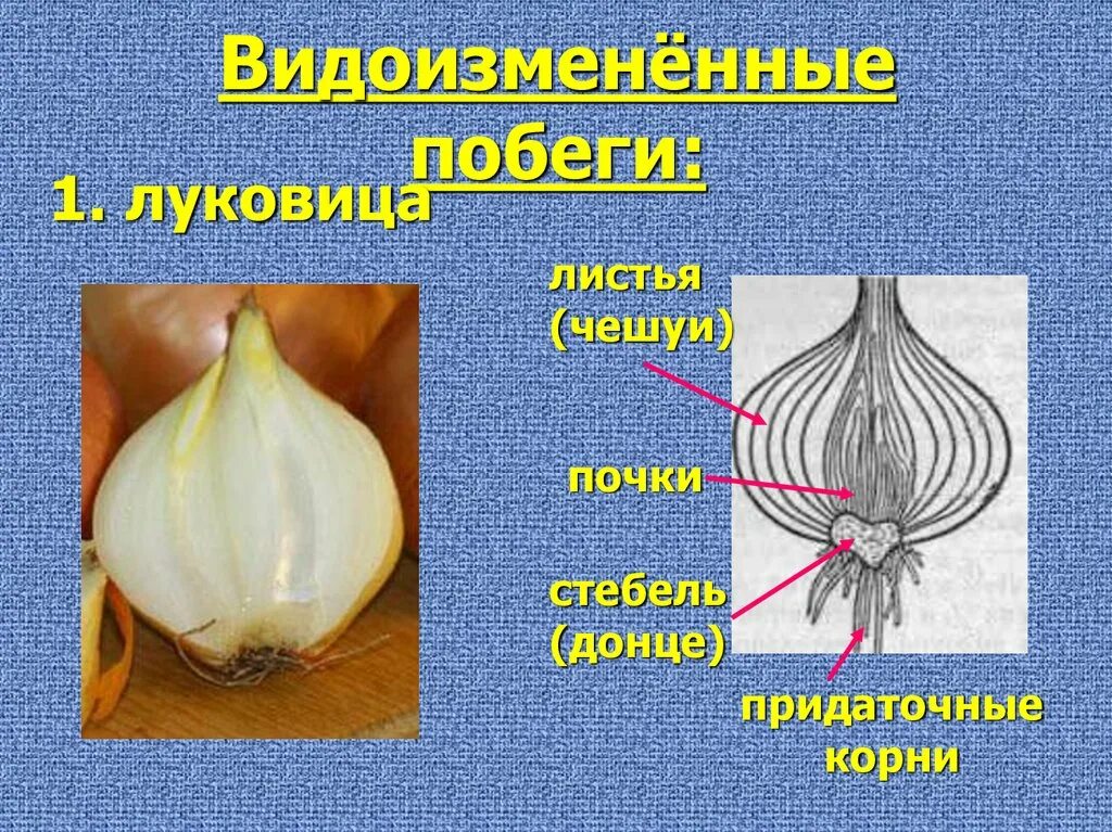 Побеги луковицы вегетативные органы