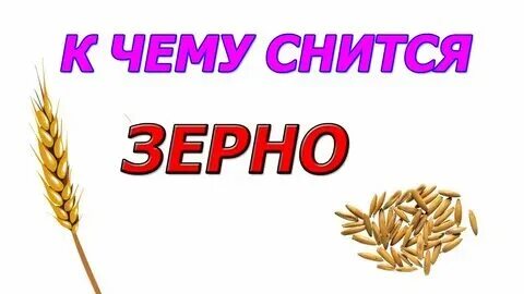 Ржи. Рож во сне. Цвет спелой пшеницы. К чему снится пшеница. Снопы пшеницы на поле.