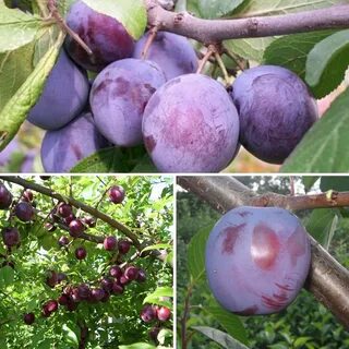 Слива стартовая описание сорта отзывы