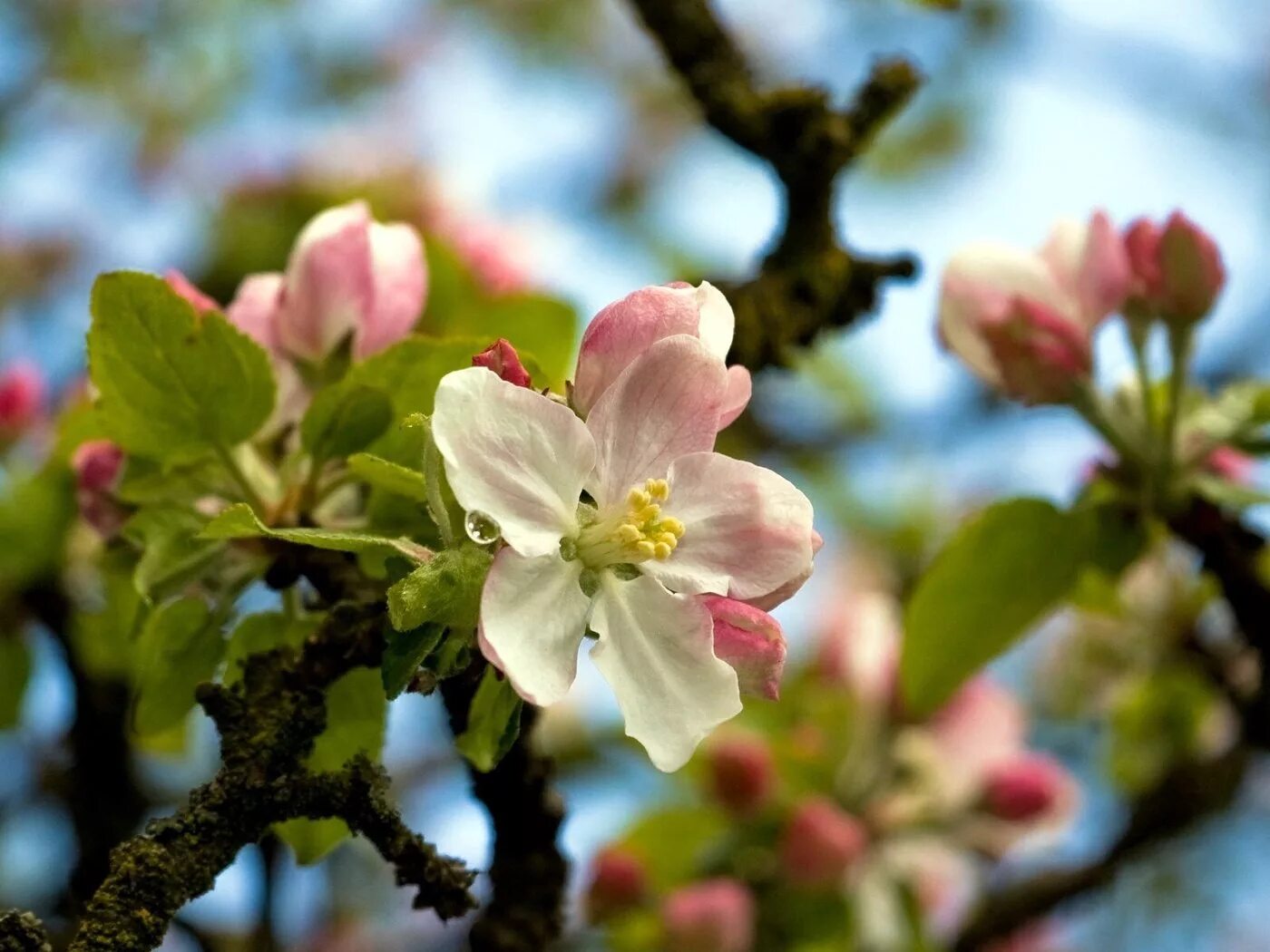 It s beautiful flower. Яблоневый цвет Malus. Яблоня красивоцветущая. Весеннее дерево.