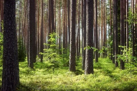 Молодой хвойный лес