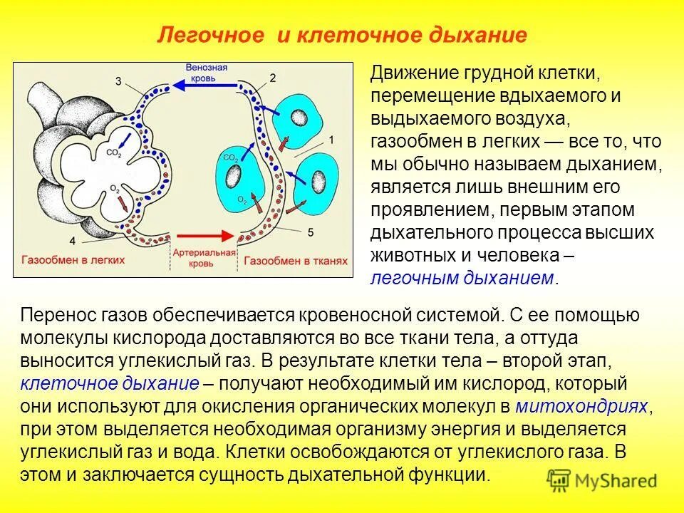 Функция клеточного дыхания. Л егочное и клетчное дыхание. Процесс дыхания клетки. Газообмен в легких и клетках. Клеточное дыхание схема.