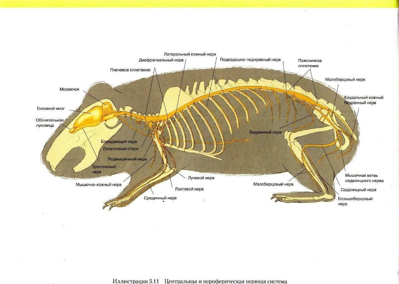 Цнс кошки
