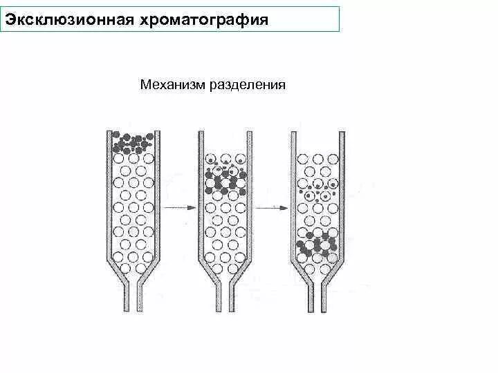 Хроматография механизм разделения. Эксклюзионная, ионообменная хроматография.. эксклюзионная жидкостная хроматография. метод гель хроматографии. эксклюзионная хроматография подвижная фаза.