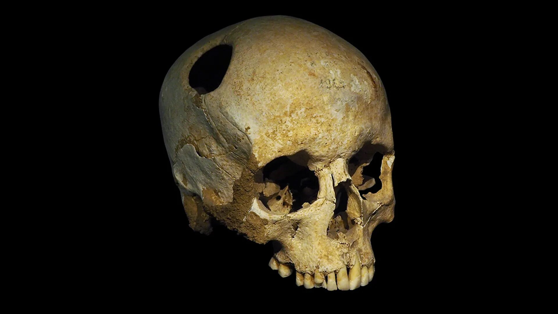 большой череп головы