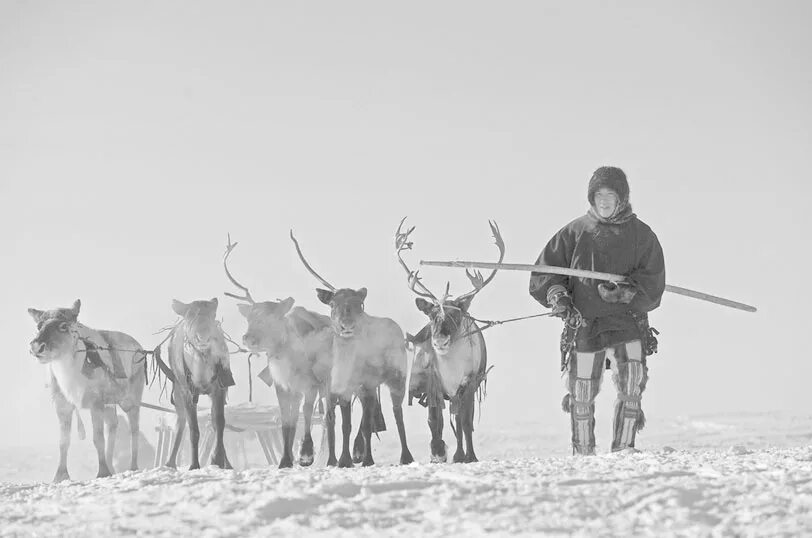 Чукчи оленеводство. Коряки оленеводы. Коряки олени Камчатка. Камчатские оленеводы Коряки. Оленеводство Коряков.