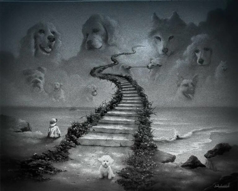 Куда попадает душа умершего. Душа кошки после смерти. реинкарнация животных после смерти. реинкарнация котов после смерти. душа кошки.