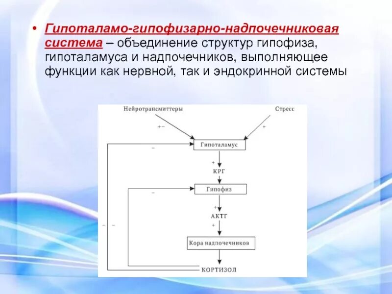 Гипофиз надпочечников. Гипоталамо-гипофизарно-надпочечниковая система схема. Гормоны гипоталамо-гипофизарно-надпочечниковой системы. Схема гипоталамо-гипофизарно-адренокортикотропной системы. Оценке функции гипоталамо-гипофизарно-надпочечниковой системы..