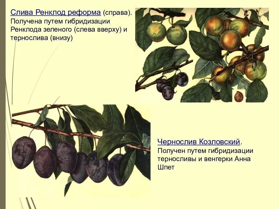 Растения выведенные селекцией примеры. Селекция гибридизация растения слива. тернослива мичурин. ренклод реформа. методы селекции сливы.