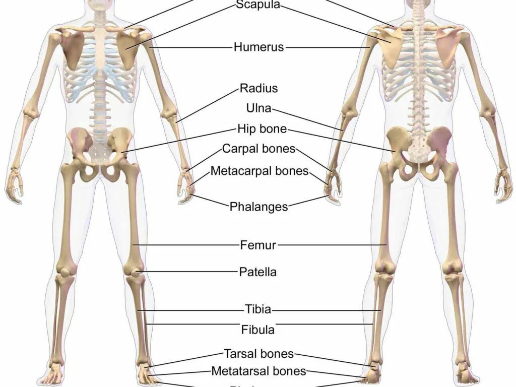 The bones consist of