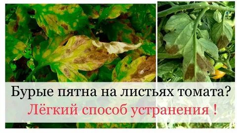Томаты бурые пятна