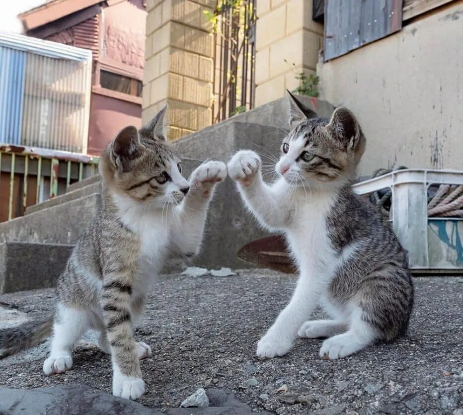 Включи коты давай