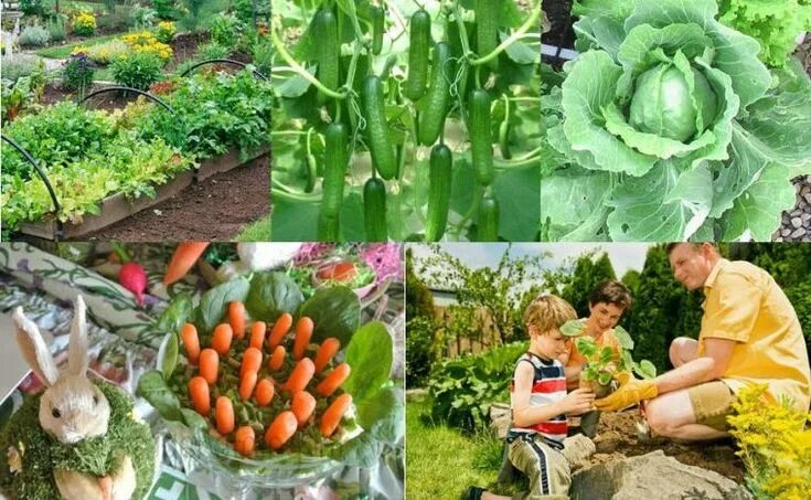 Какие овощи сажают на огороде. Овощи на грядке. Смешанные посадки овощей на грядке. Огородные культуры. Овощи которые растут в огороде.