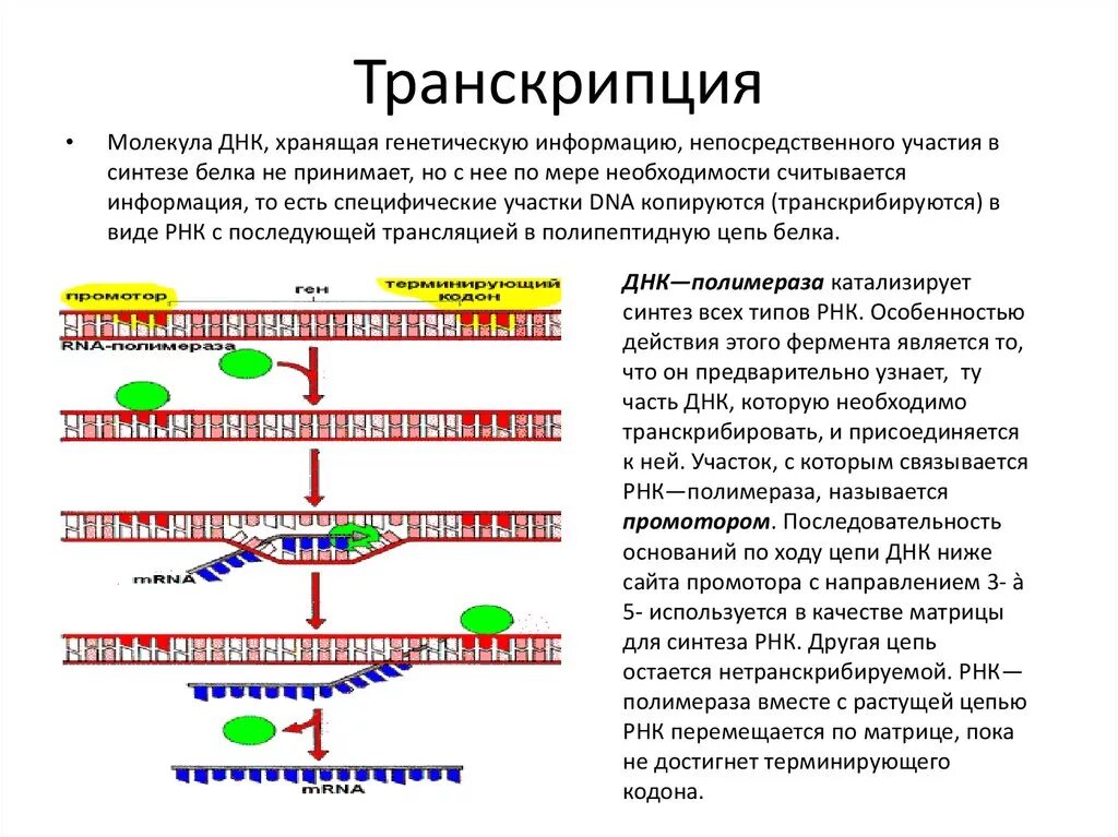 Транскрипция ДНК В МРНК. Инициация транскрипции у эукариот схема. Характеристики МРНК эукариот. Происходят реакции матричного синтеза