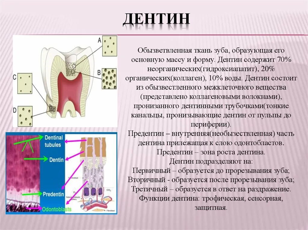 Функции тканей зубов. Строение зуба предентин. Тканевые структуры дентина. Строение и функции дентина зуба. Дентин строение и функции.