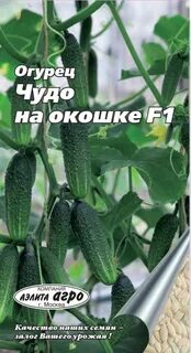 Огурец окошко f1 отзывы
