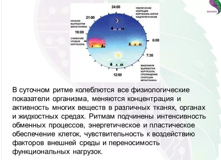 Биологические часы циркадные ритмы. Циркадные ритмы схема. Мелатонин циркадные ритмы. Суточные биологические ритмы человека. Увеличение продолжительности светового дня фактор среды