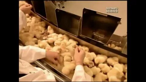 Инкубатор цыплята видео