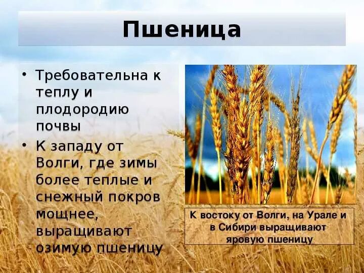 Яровая пшеница районы выращивания. Яровая районы выращивания. Яровые зерновые с подсевом трав. Озимая пшеница характеристика. Яровая районы выращивания.