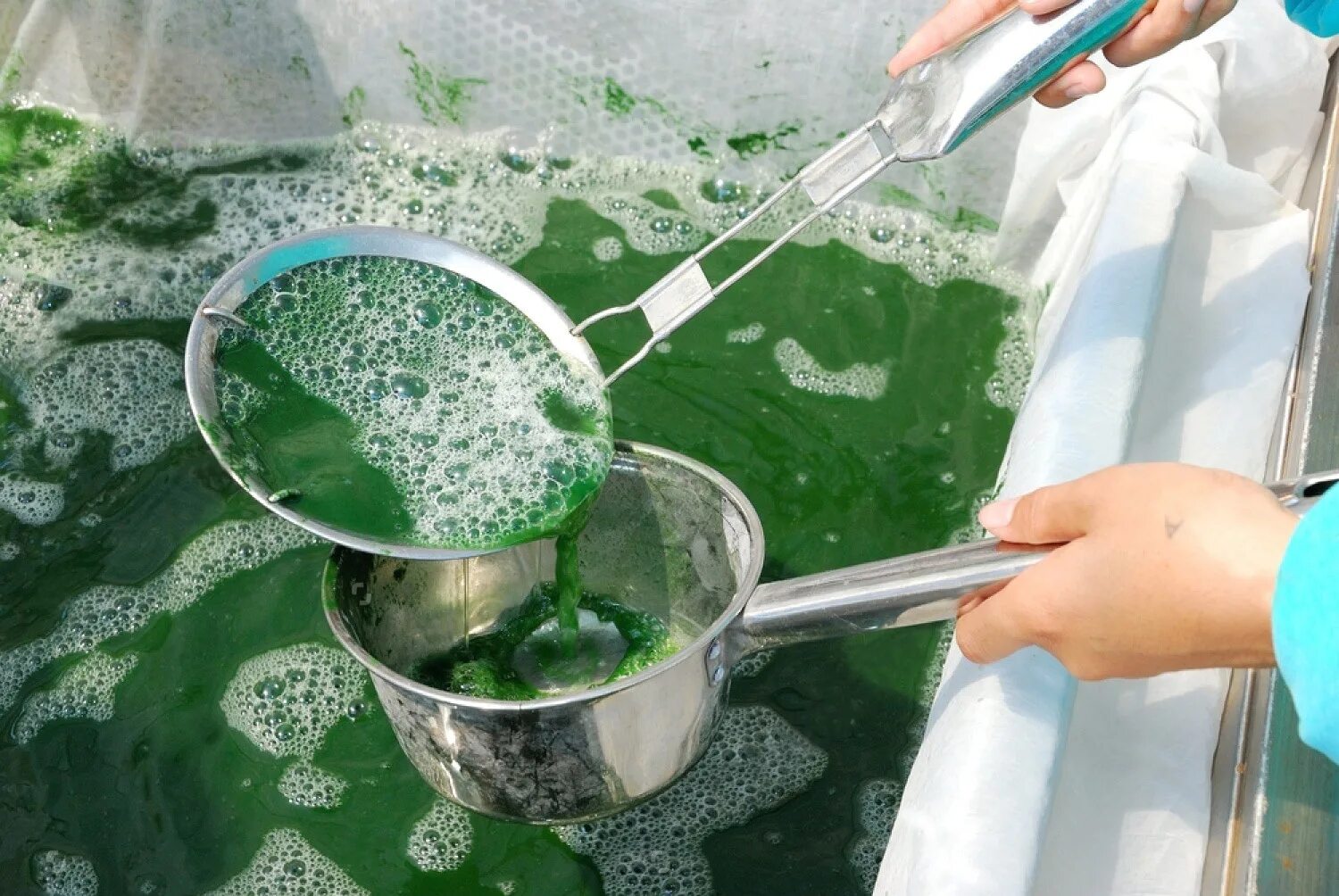 Производство водорослей. Планктонная хлорелла это. Живая спирулина. Спирулина и хлорелла. Озеро цинхай спирулина.