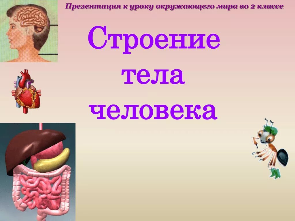 Как работает наш организм презентация 3 класс. Строение тела человека 2 класс. Строение человека презентация. Организм человека 2 класс окружающий мир. Строение организма человека 2 класс.