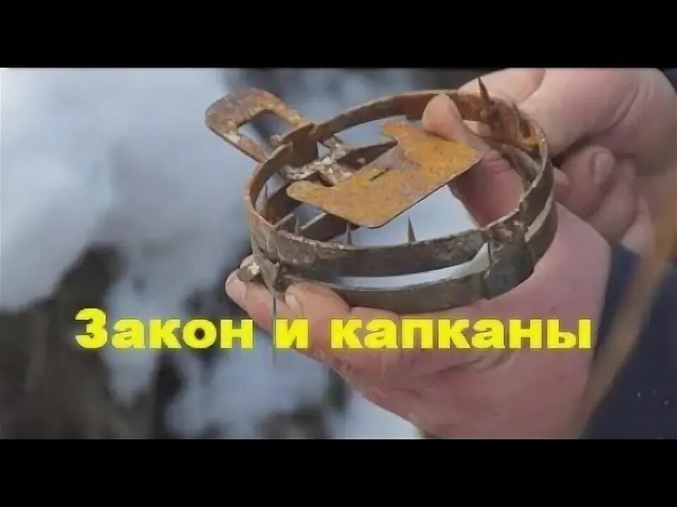 Капкан ногозахватывающий таблица номеров Капкан Барнаул № 5 с цепью купить за 1 659 руб. в Красноярске от компании Интерн