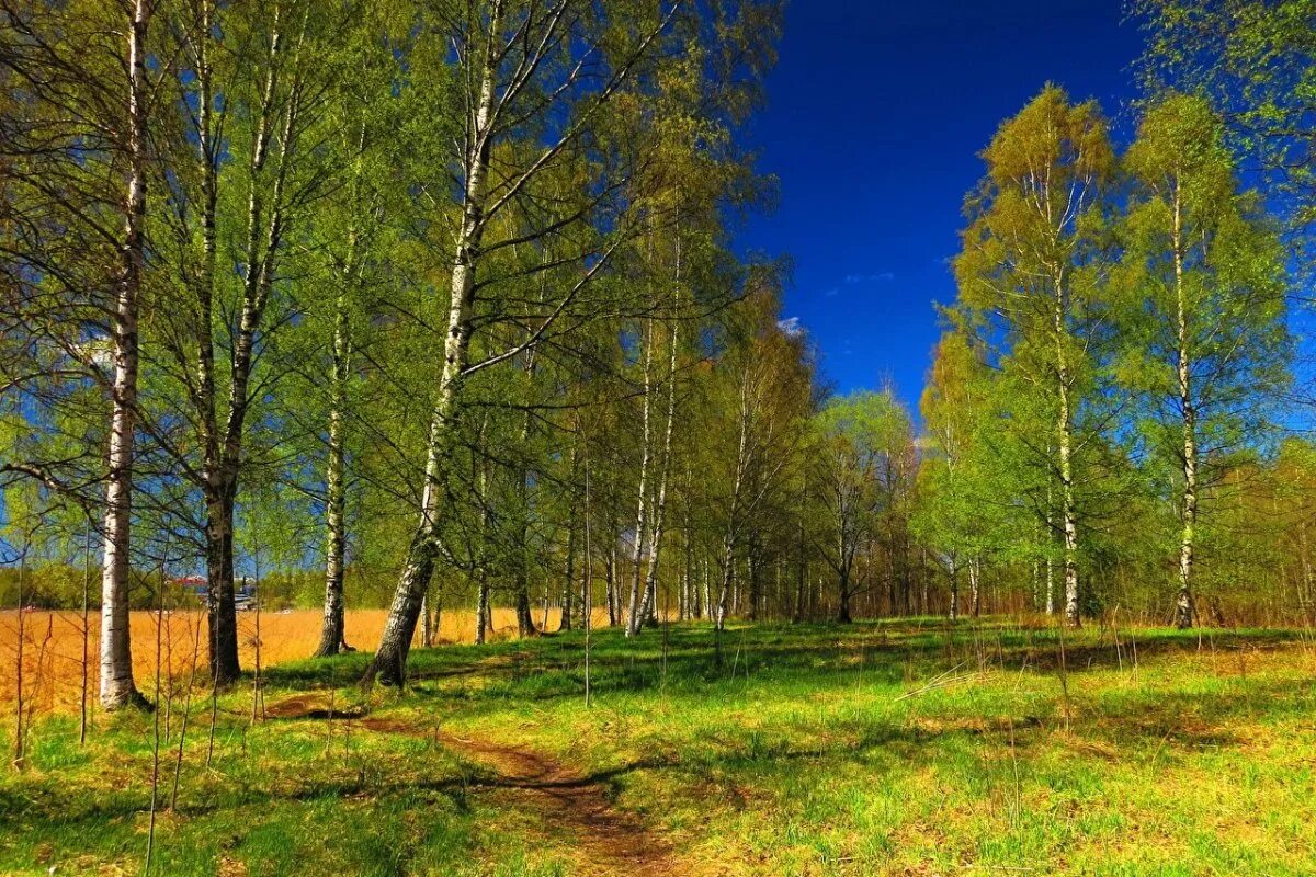 Бунин березовый лес. Русское поле. Природа россии. Весной леса и поля ждут. Берёза болотная.