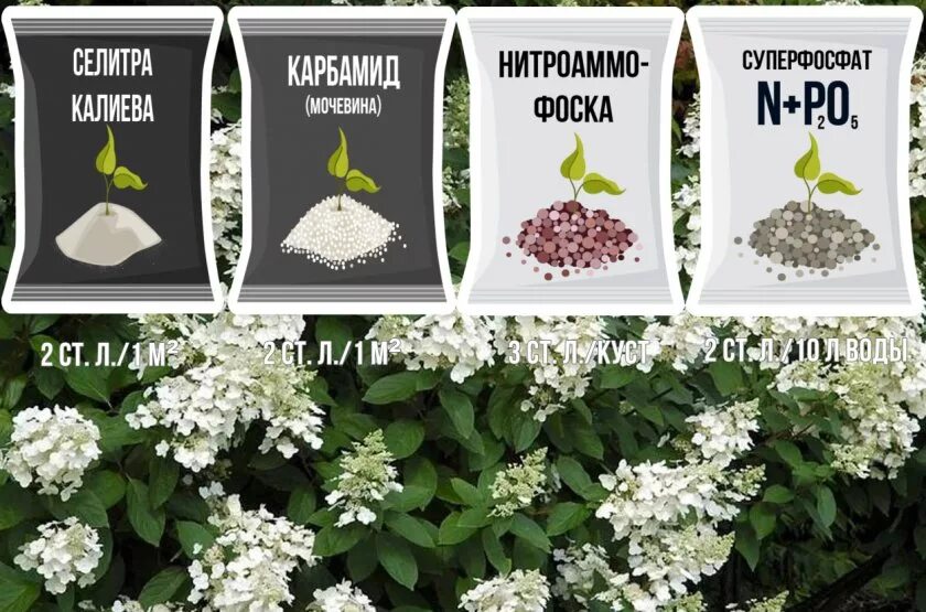 Как поливать метельчатую гортензию