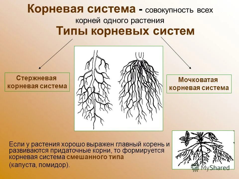 Корни растения бывают. Стержневая и мочковатая корневая система. Типы корневых систем стержневая и мочковатая. Типы корневых систем у растений типы корневых систем у растений. Мочковатые корни и система главного корня.