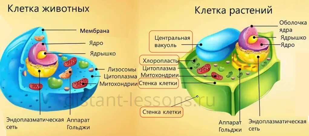 Вакуоль строение и расположение Пищеварительная вакуоль картинки https:///pischevaritelnaya-vakuol 2023 X