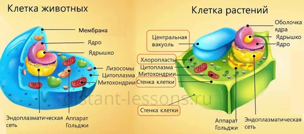 Наличие вакуолей растительная клетка. Вакуоль животной клетки строение. У животной клетки есть вакуоль. Пищеварительные вакуоли животной клетки.