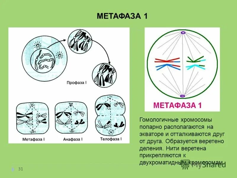 Расхождение центриолей к полюсам клетки происходит. Метафаза мейоза 2. Профаза 2 метафаза 2 анафаза 2 телофаза 2. Телофаза мейоза 2. Профаза 1 метафаза 1 анафаза 1 телофаза 1.