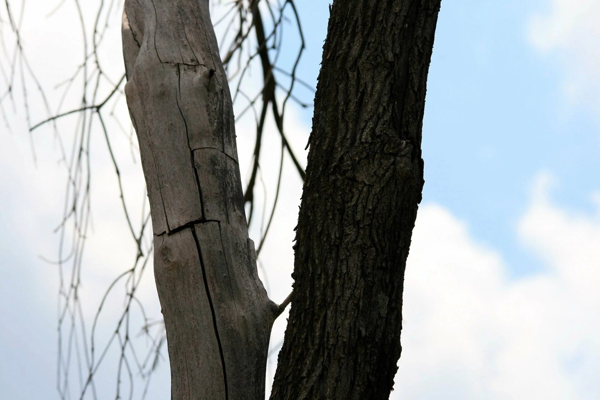 Деревья сплелись стволами. Ствол дерева служит ему две службы он. Лес стволы деревьев. Интересные деревья. Ствол дерева служит ему две службы он.
