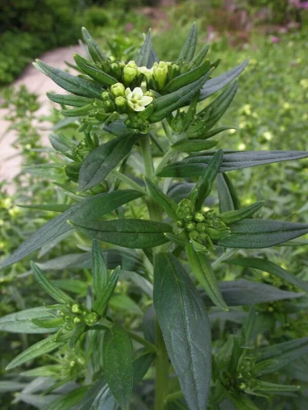 Воробейник. Воробейник лекарственный. воробейник лекарственный (lithospermum officinale l.). воробейник полевой. воробейник дальневосточный.