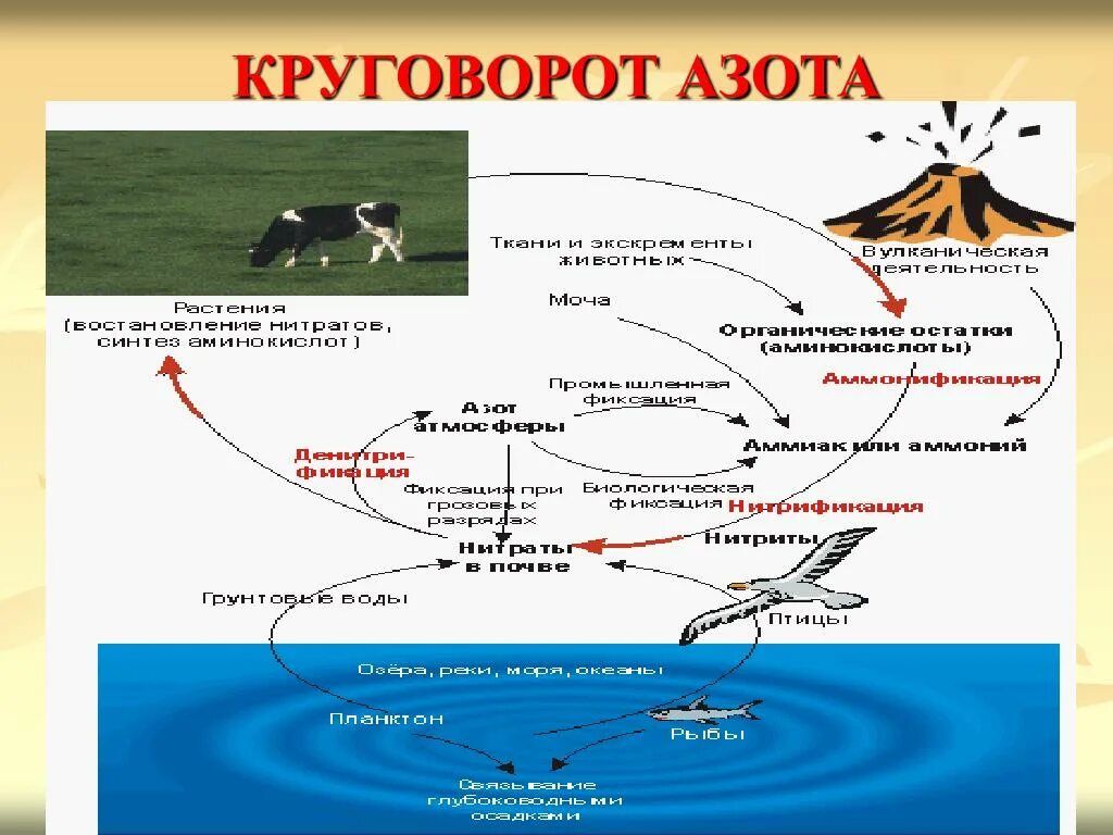 Круговорот хищников. Круговорот азота пищевая цепь. круговорот азота в экосистеме. круговорот азота в биосфере. круговорот азота в природе рисунок.