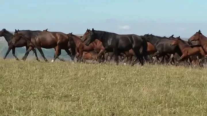 Мчится конь текст. Мчится конь подо мной. Очиргоряев мчится конь подо мной. Мчится конь подо мной по широкой степи.