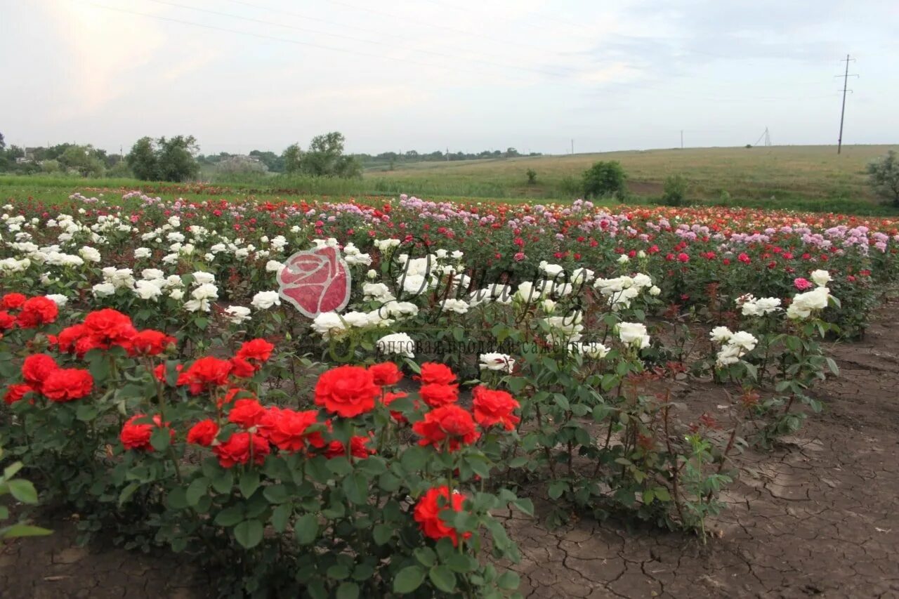 Мадам роза питомник растений. Питомник роз элит василий карачевцев. Питомники роз краснодарского края саженцы. Питомник роз марии касмыниной. Питомники роз в крыму.