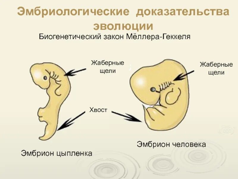 Онтогенез позвоночных закон геккеля. Доказательства эволюции эмбриологические доказательства. Эмбриологические доказательства эволюции человека. Эмбриональные доказательства эволюции животных. Эмбриологические доказательства эволюции родства животных.