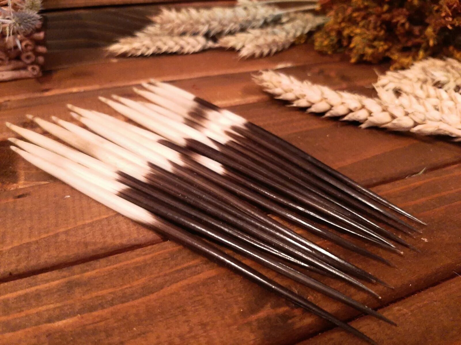 Шипы дикобраза. Тонкоиглый дикобраз. Дикобраз вильбур райт. Игла дикобраза под микроскопом. Игла дикобраза.