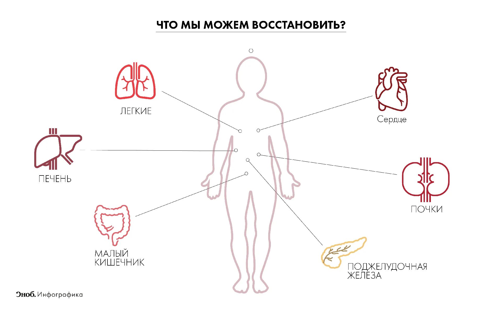 Мужской донор. Доноры и реципиенты крови. Энергетические вампиры и доноры по дате рождения.