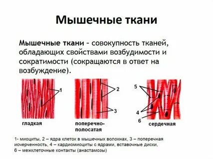 Почему в клетках мышечной ткани нетренированного