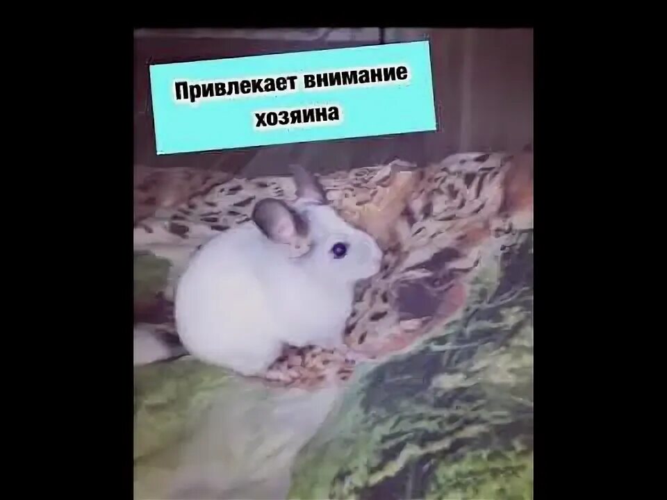 Шиншиллы абакан