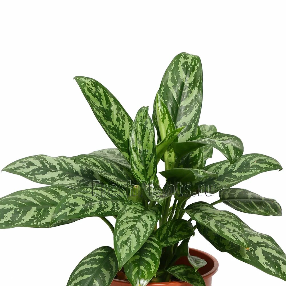 аглаонема green sun. аглаонема грин сан. аглаонема грин сан. аглаонема липстик грин. слоновая аглаонема фото.