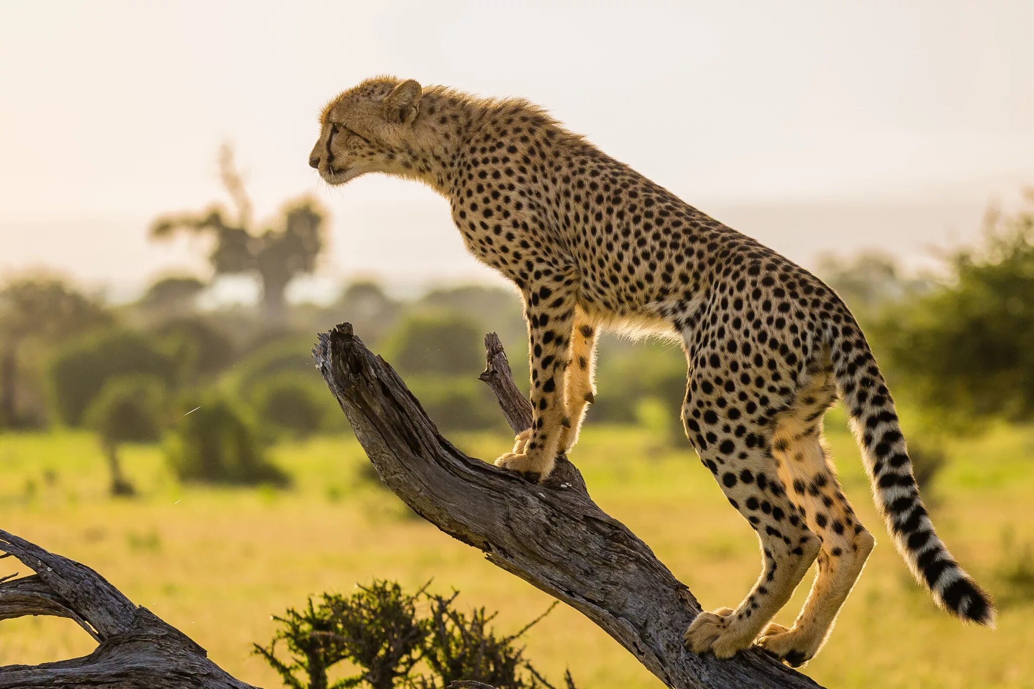 Южноафриканский гепард. Cheetah (гепард). Гепард в саванне. Гепард в Африке.